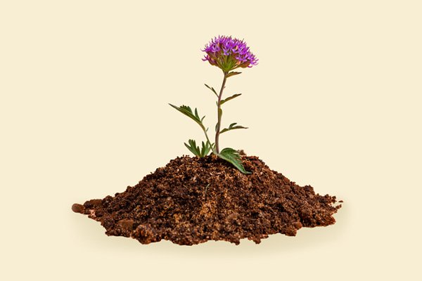 A pink flower growing from a mound of dark, rich compost