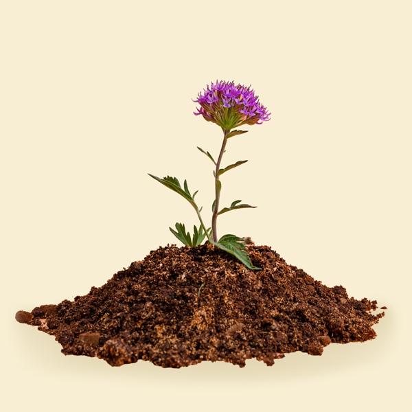 A heap of dark, crumbly compost